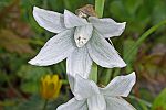 Ornithogalum nutans