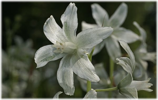 Ornithogalum nutans