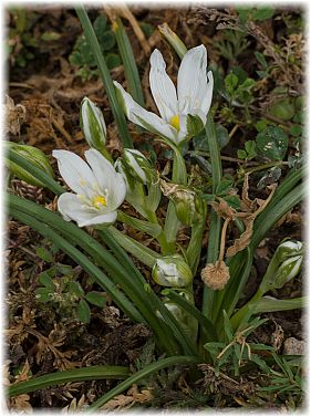 Ornithogalum umbellatum