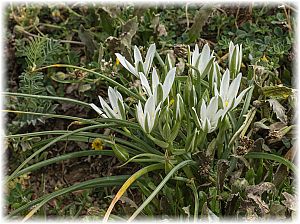 Ornithogalum umbellatum