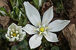 Ornithogalum umbellatum