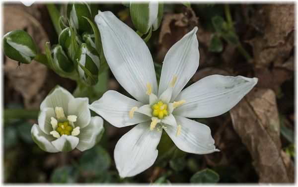 Ornithogalum umbellatum