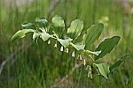 Polygonatum multiflorum