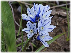 Scilla armena