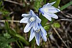 Scilla armena