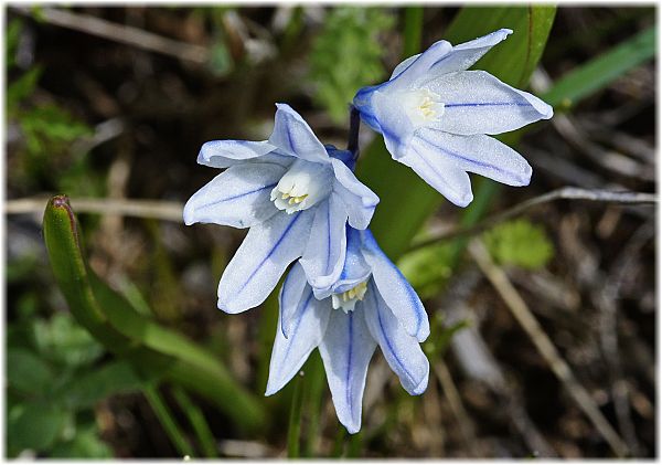 Scilla armena