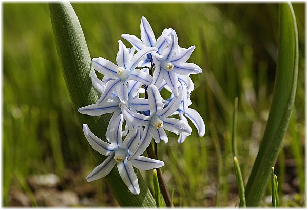 Scilla bithynica