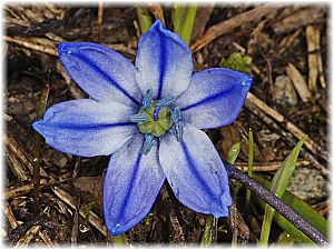 Scilla ingridae