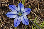 Scilla ingridae