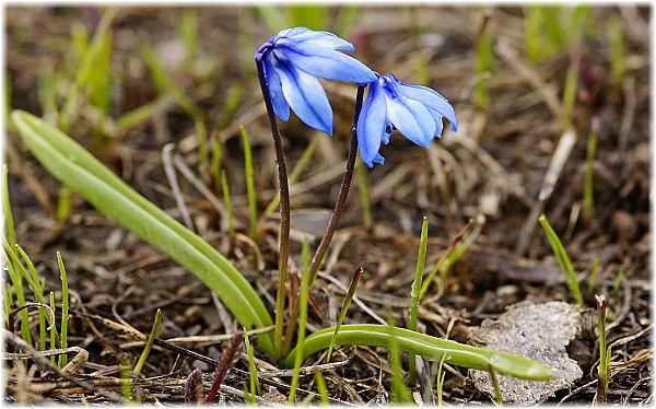 Scilla ingridae