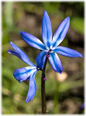 Scilla siberica