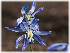 Scilla siberica