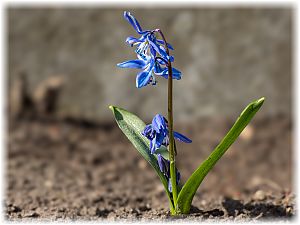 Scilla siberica