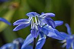 Scilla siberica