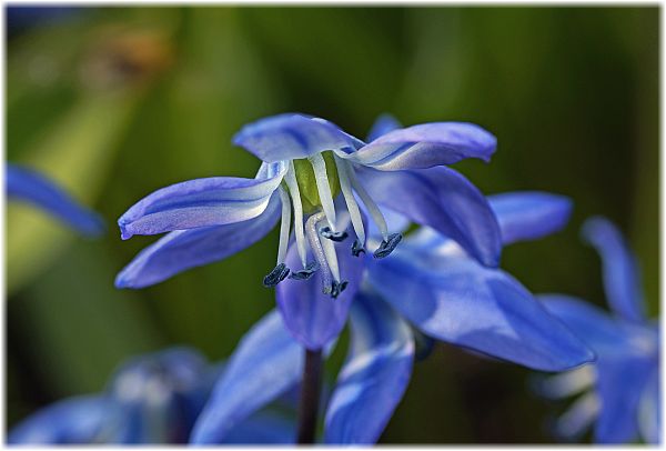 Scilla siberica