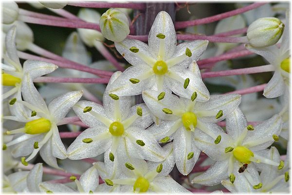 Urginea maritima