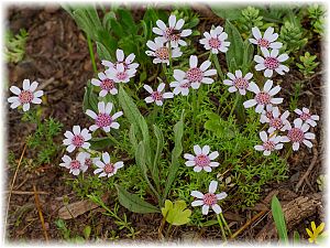 Anthemis tricolor