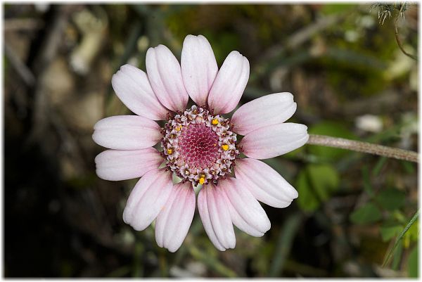 Anthemis tricolor