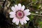 Anthemis tricolor