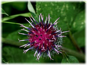Arctium tomentosum