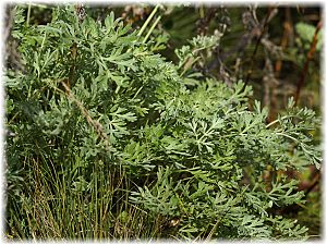 Artemisia absinthium