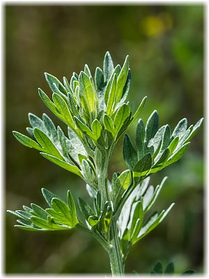 Artemisia absinthium