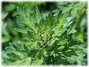 Artemisia absinthium