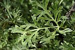 Artemisia absinthium