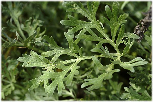 Artemisia absinthium