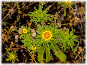 Asteriscus aquaticus