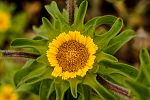 Asteriscus aquaticus