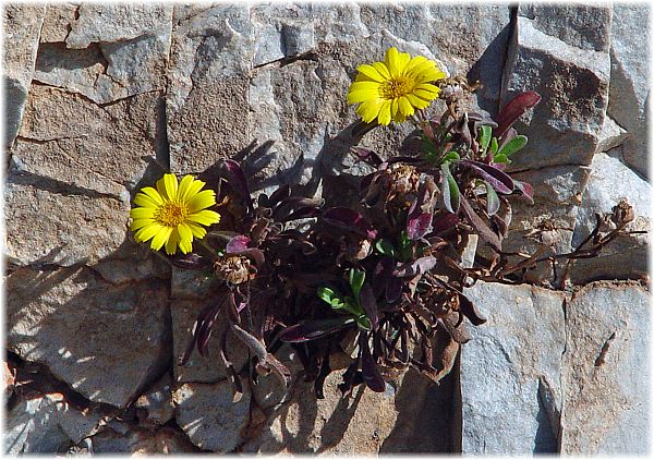 Asteriscus maritimus