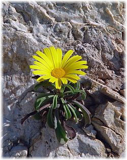 Asteriscus maritimus