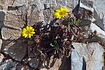 Asteriscus maritimus