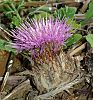 Atractylis gummifera