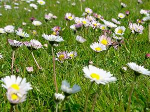 Bellis perennis