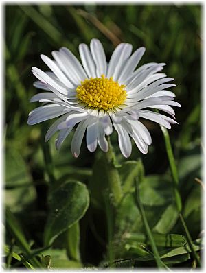 Bellis perennis