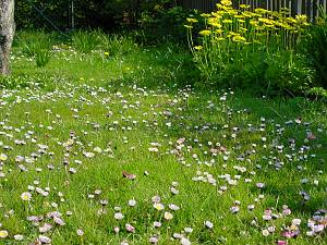 Bellis perennis