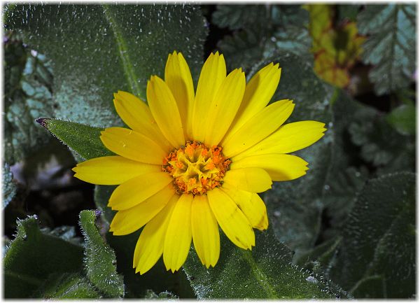 Calendula arvensis