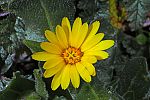 Calendula arvensis