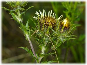 Carlina vulgaris