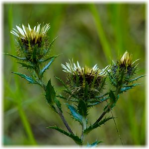 Carlina vulgaris