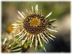 Carlina vulgaris