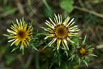 Carlina vulgaris
