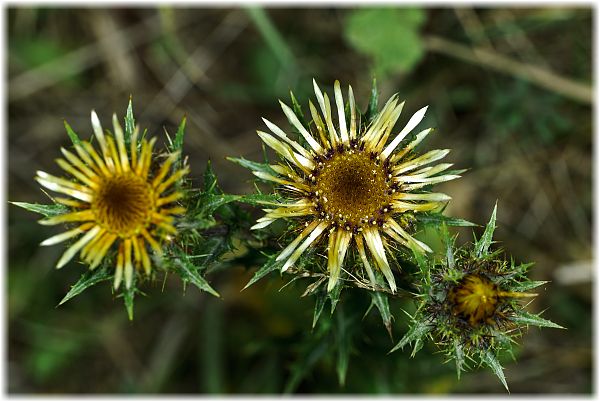 Carlina vulgaris