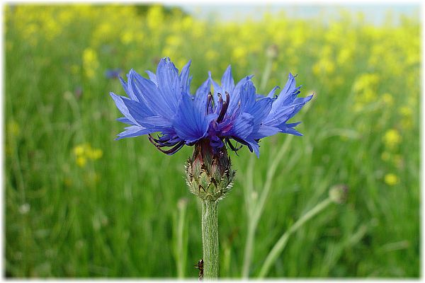 Centaurea cyanus