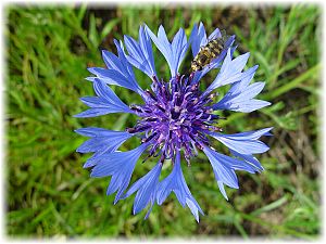 Centaurea cyanus