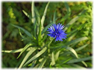 Centaurea cyanus