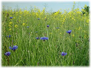 Centaurea cyanus