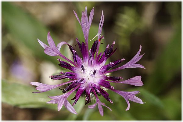 Centaurea dealbata